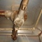 Lavadora de bandejas em aço inox